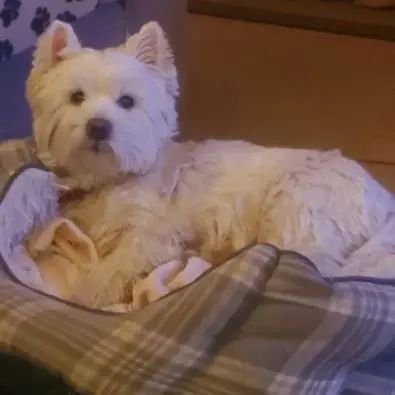 westies-in-need-tilly-2