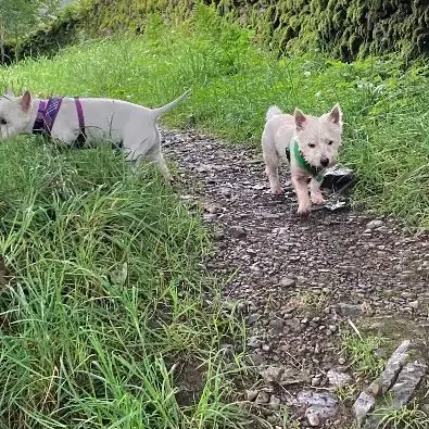 westies-in-need-winnie-1