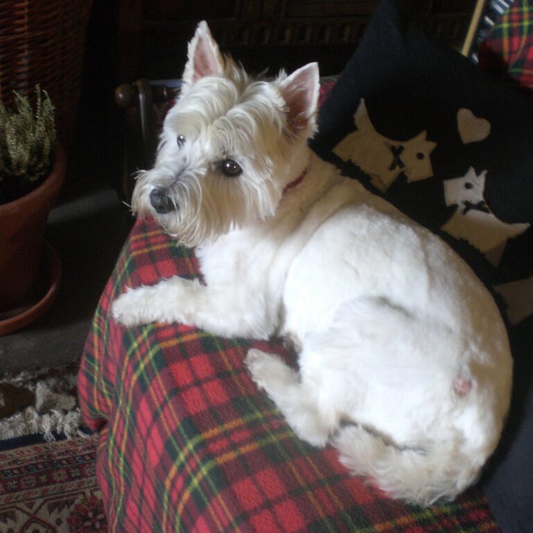 win Isla after grooming 1